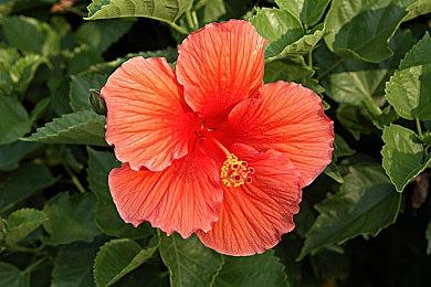 《酷极轮滑》开发者呼吁玩家都去玩这款游戏的盗版